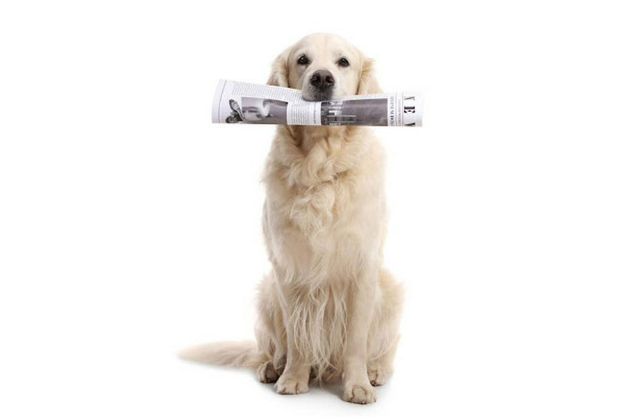 新聞をくわえた犬