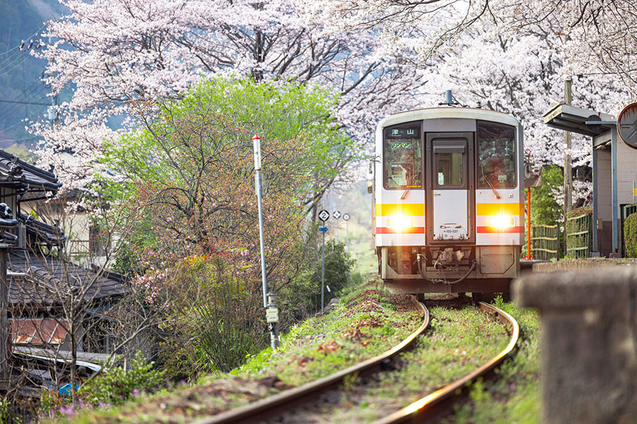 桜の木の横を走る電車